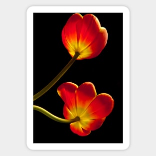 Tulips Glow Sticker